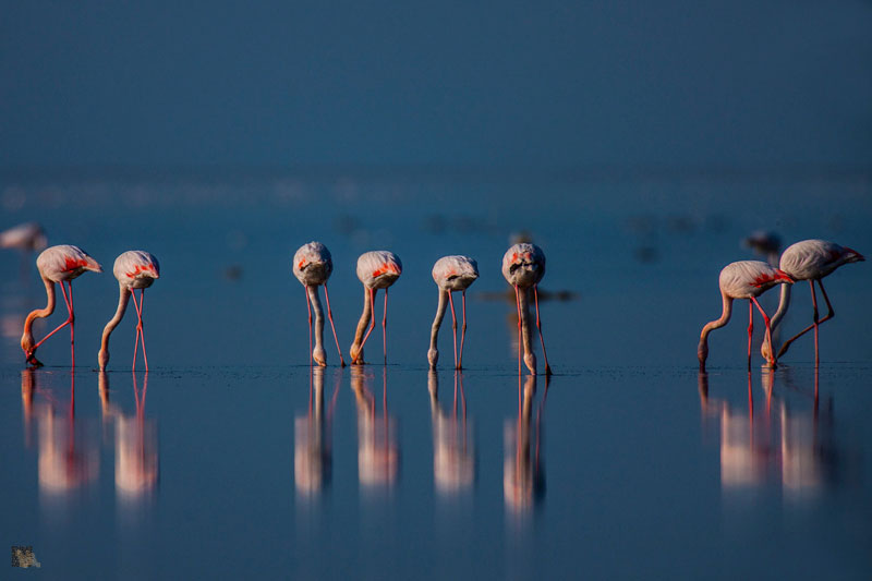 Satellite Wetlands of Lake urmia 